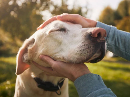 Pure Vitality in Every Bite