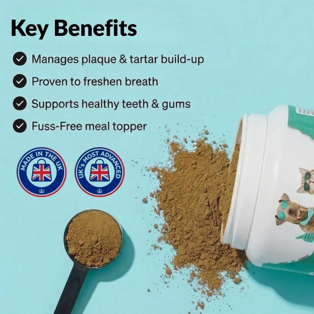 Dental Powder - Image 2