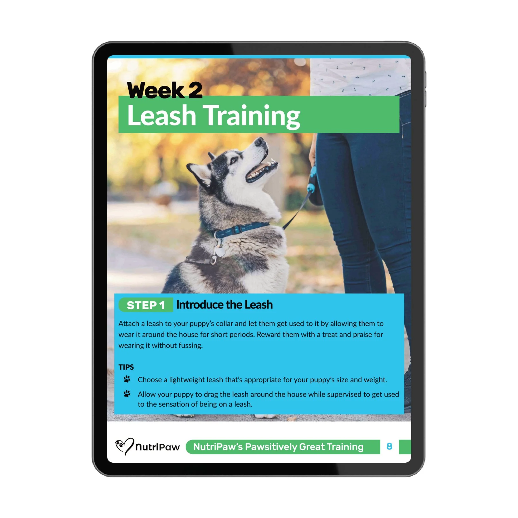 Dog Training Program - Image 5