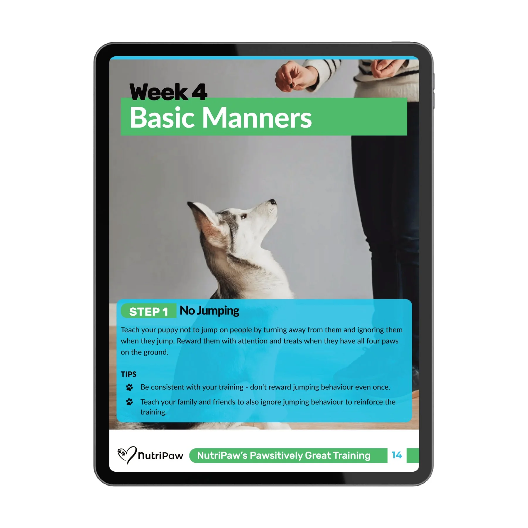 Dog Training Program - Image 6